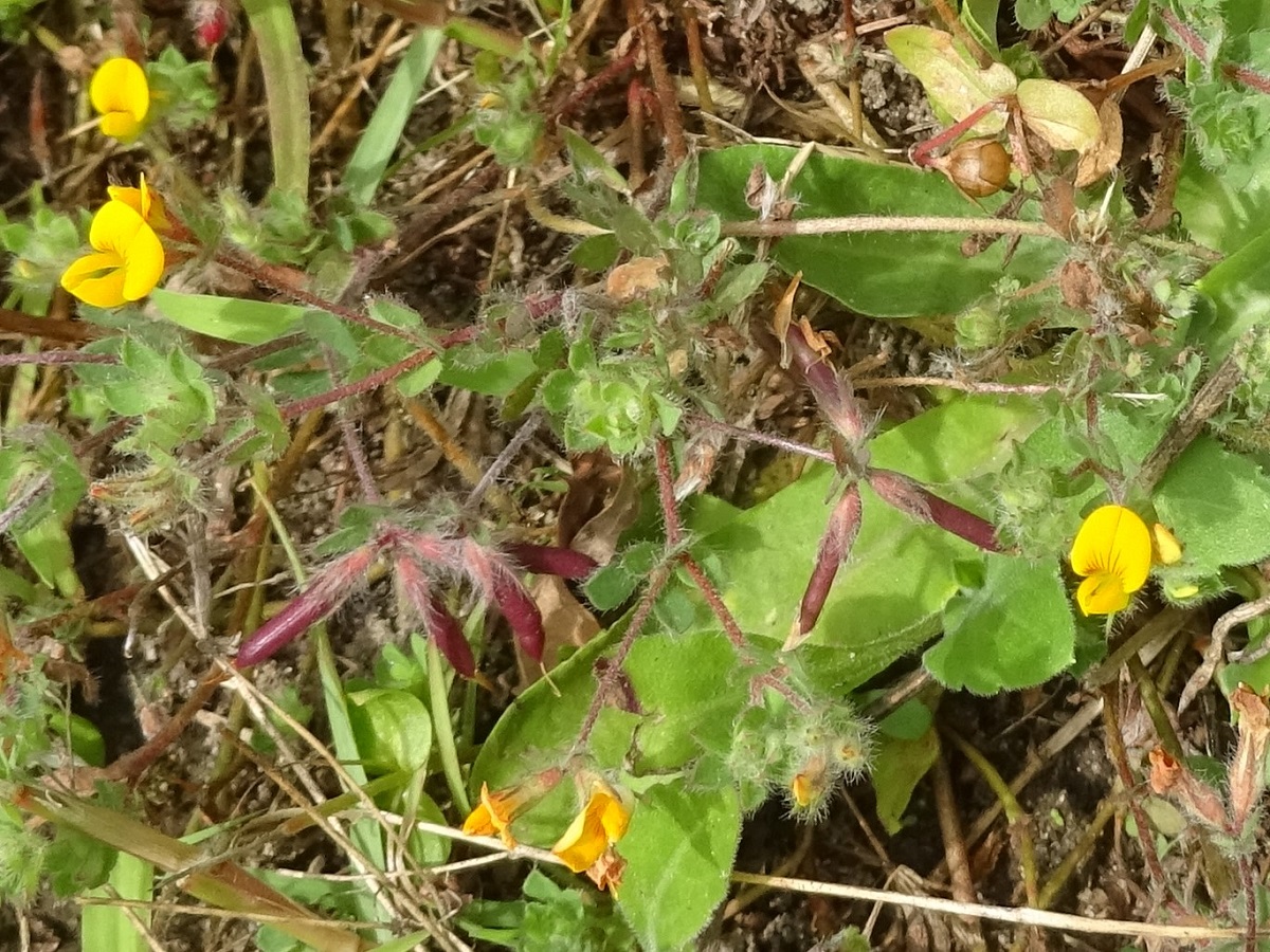 Lotus hispidus (Fabaceae)